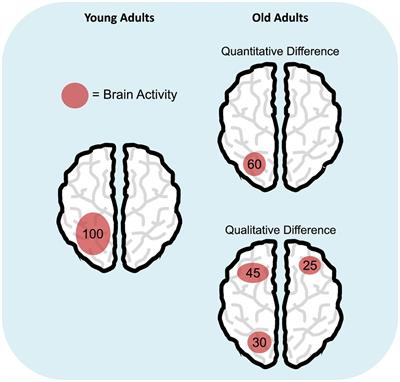 What Can Neural Activity Tell Us About Cognitive Resources in Aging?